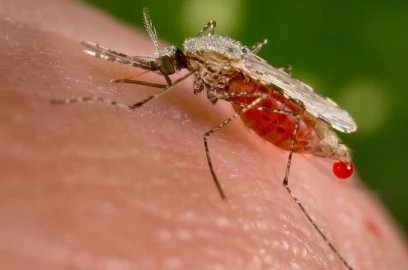 OPINION: Climate change puts Kenya’s Fight Against Malaria at Crossroads