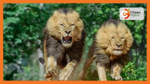 What to do when you encounter a lion, according to a wildlife ranger