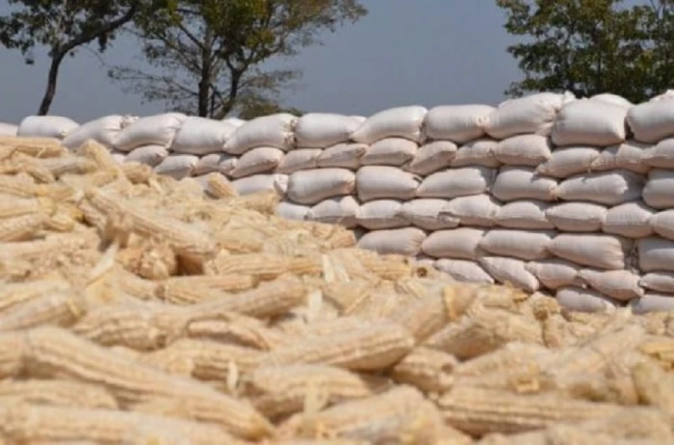 Maize shortage: 10 millers forced to shut down as Unga prices projected to rise