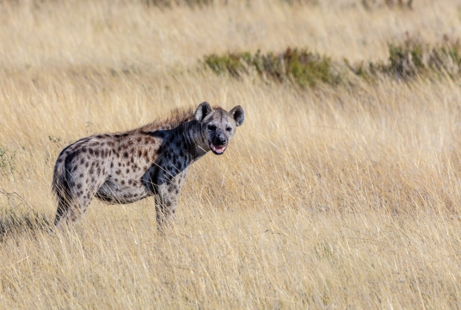 Human skull discovered in Thika in suspected hyena attack amid calls for heightened vigilance