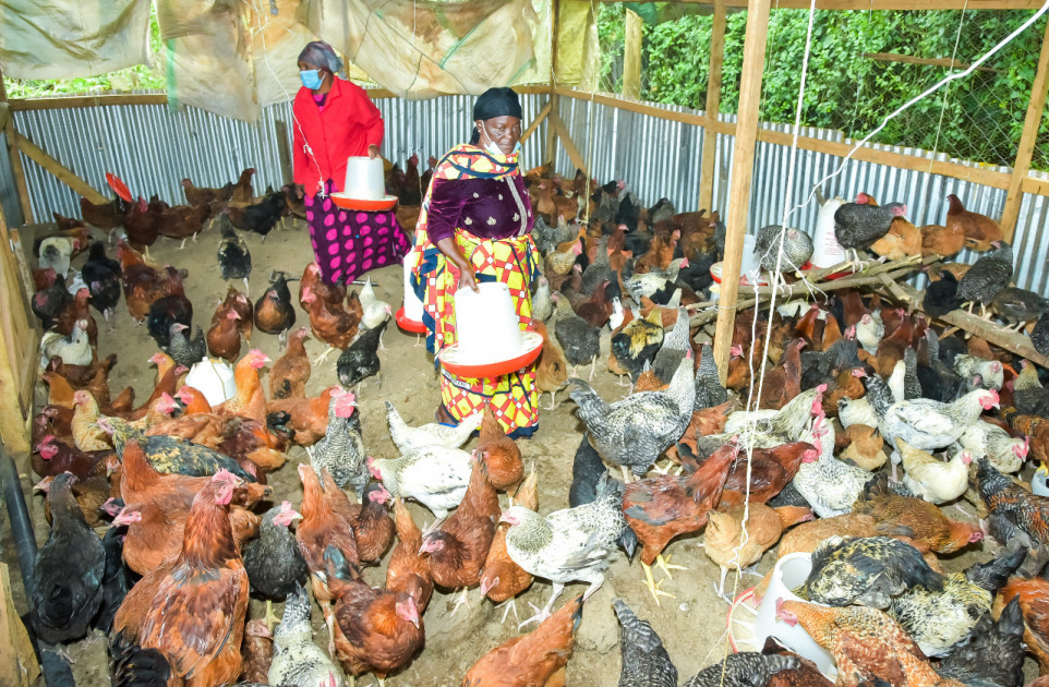 Vihiga: Robbers break into home, slaughter chicken, eat it, then make away with 14 more