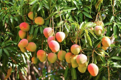 Kwale: Man sustains fatal injuries after falling from mango tree
