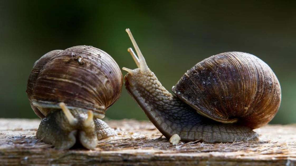 Six giant snails found in luggage of Ghanaian traveller