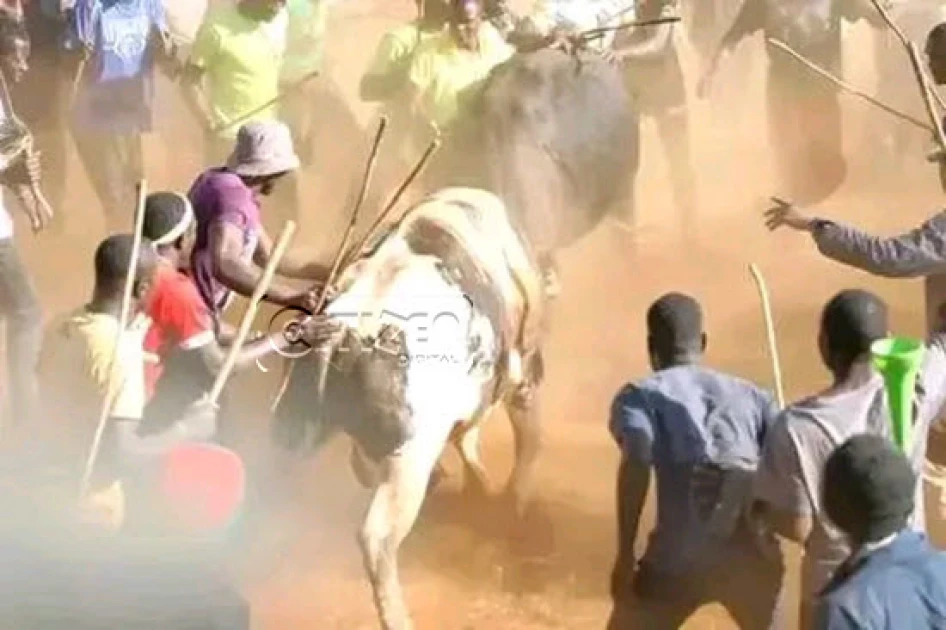 Bullfighting - how to nurture a bull for the fight and what the sport entails–tales from Kakamega