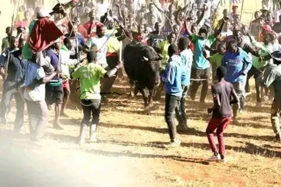 Fans cheer on during a fight