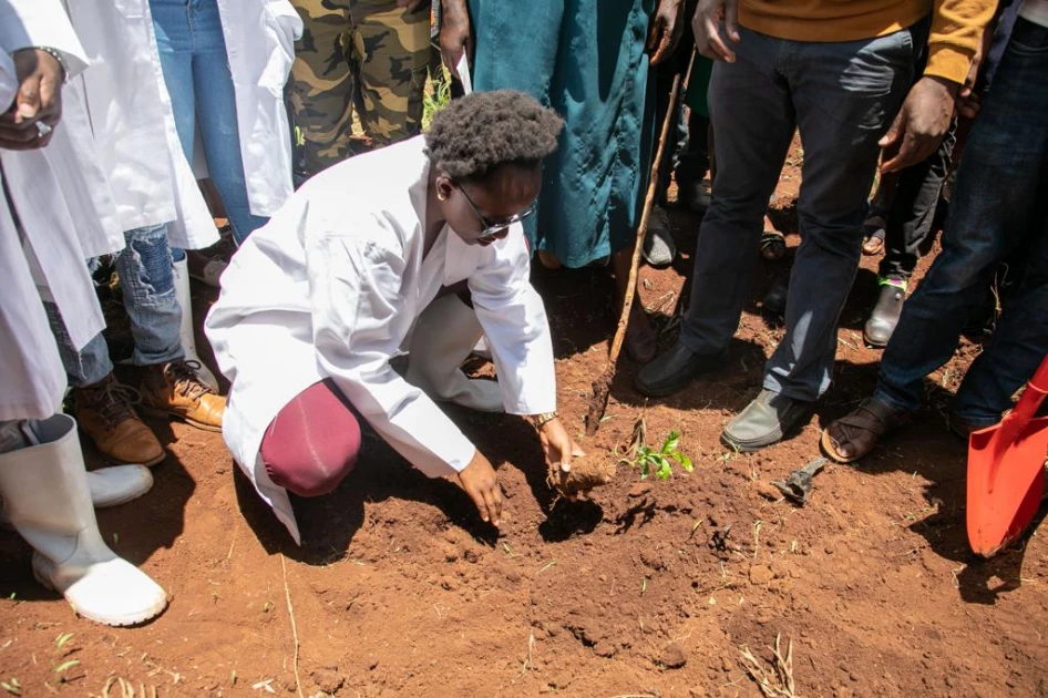 Charlene Ruto leads coffee planting drive in Murang'a