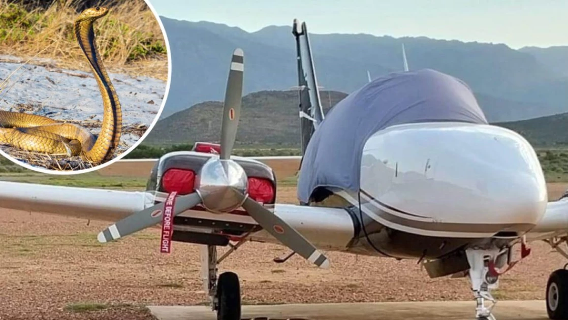 Brave pilot lands plane with poisonous cobra on his back