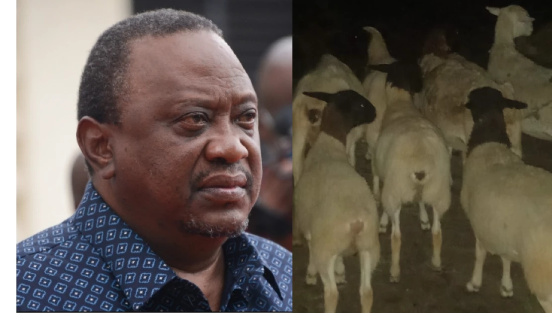 50 Dorper sheep stolen from Kenyatta family’s Northlands farm returned