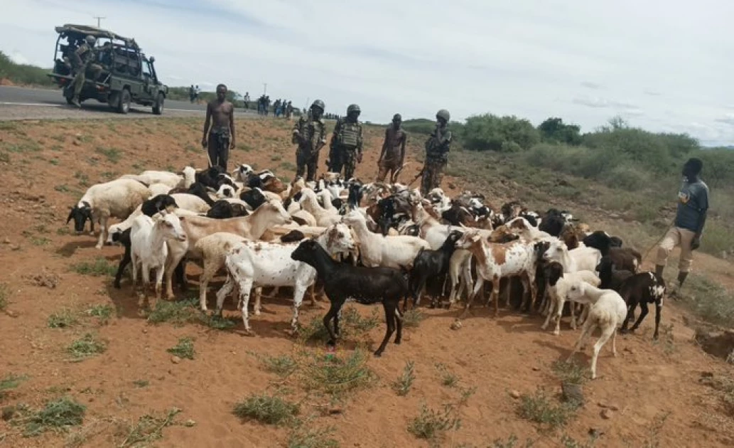 Police recover 225 goats stolen by bandits in Baringo