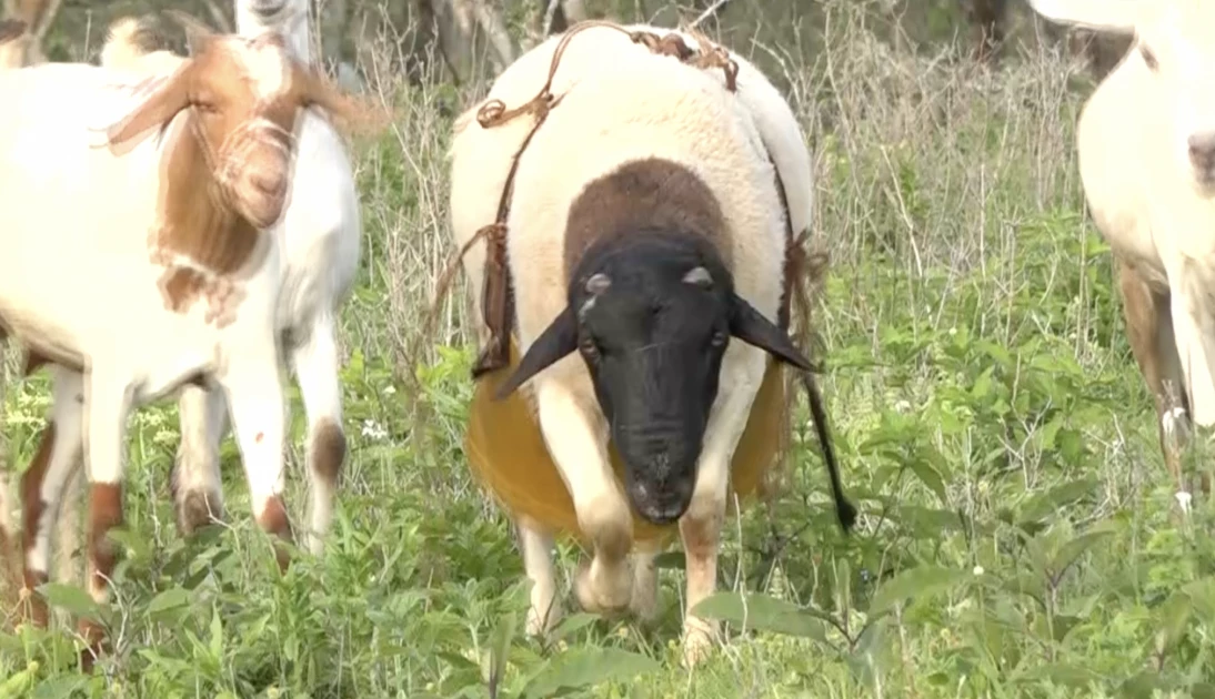 Kajiado: Herders take up controlled cattle breeding to protect animal quality