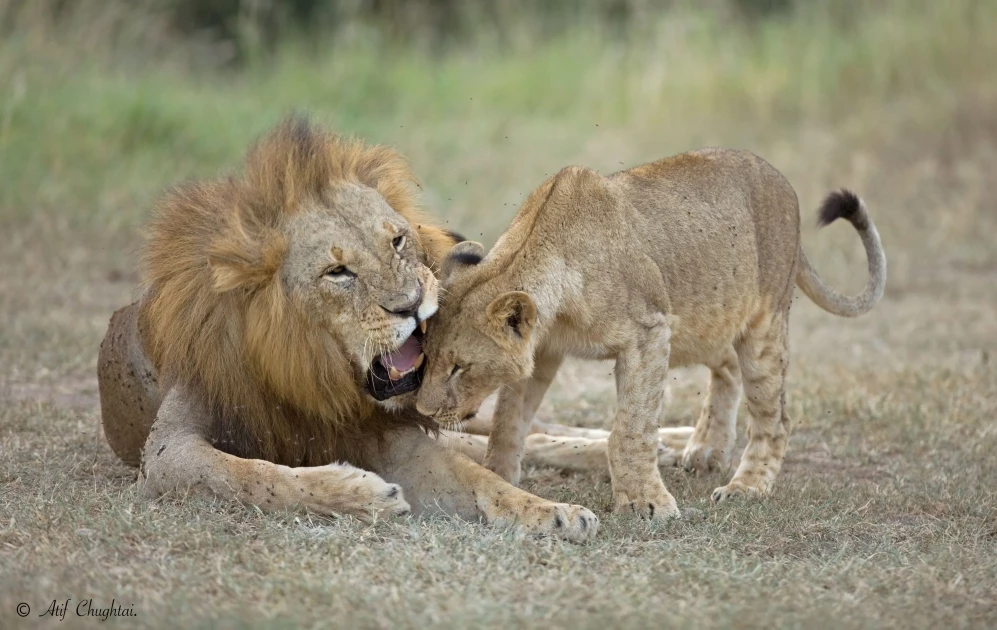 One of the world's oldest lions killed by herders in Kenya