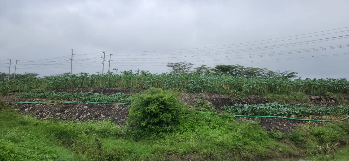 Smallholder farming: How city residents are capitalizing on the trade