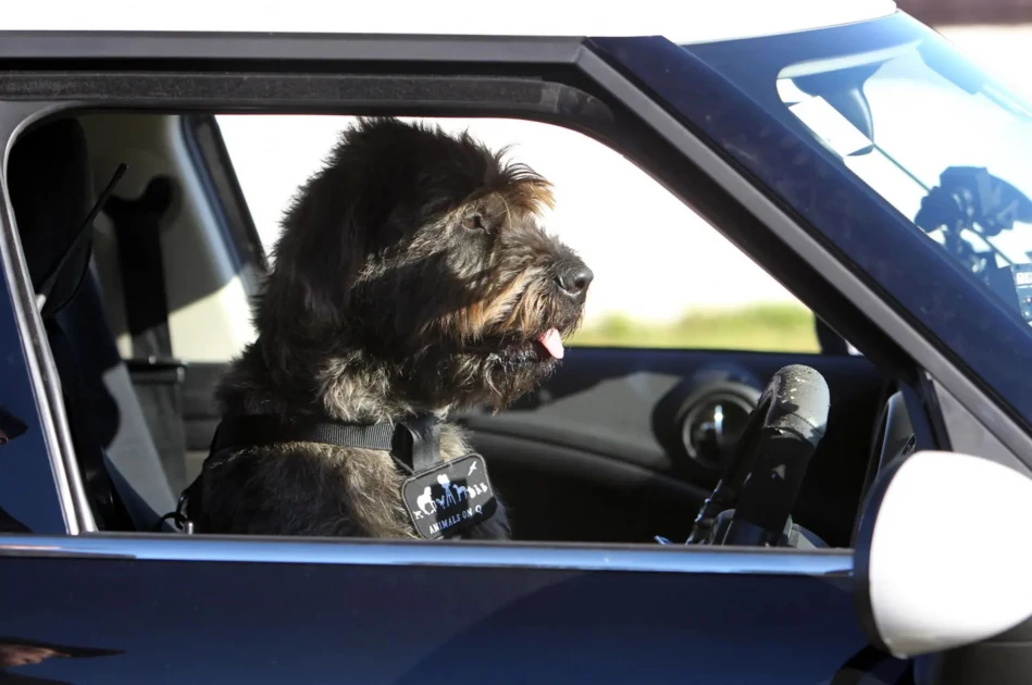 Driver pulled over for speeding tries to switch places with dog to avoid arrest