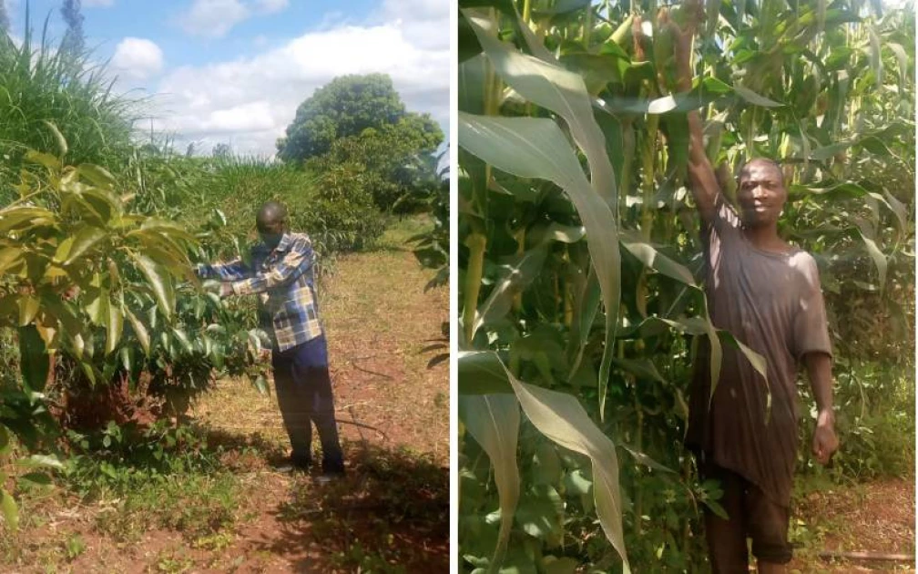 Machakos: Mangoes, avocado take over village once ruled by coffee