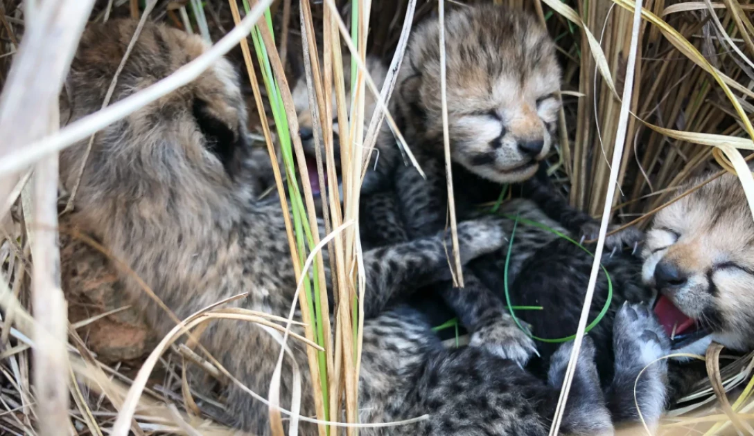 Six cheetahs have now died since being reintroduced into India
