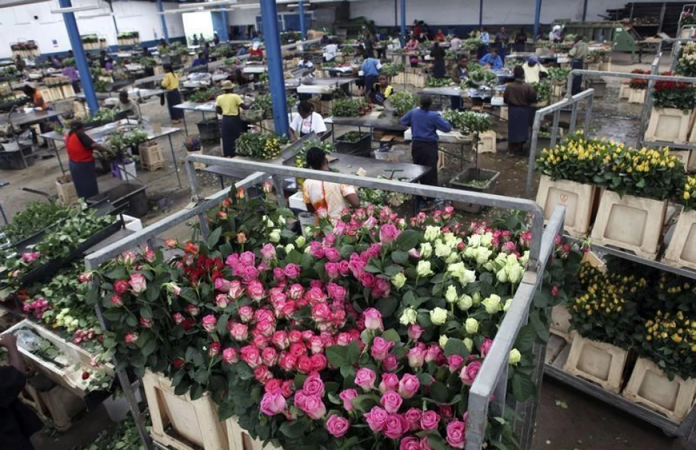 Boost for East African flower growers as UK suspends export tariffs for two years