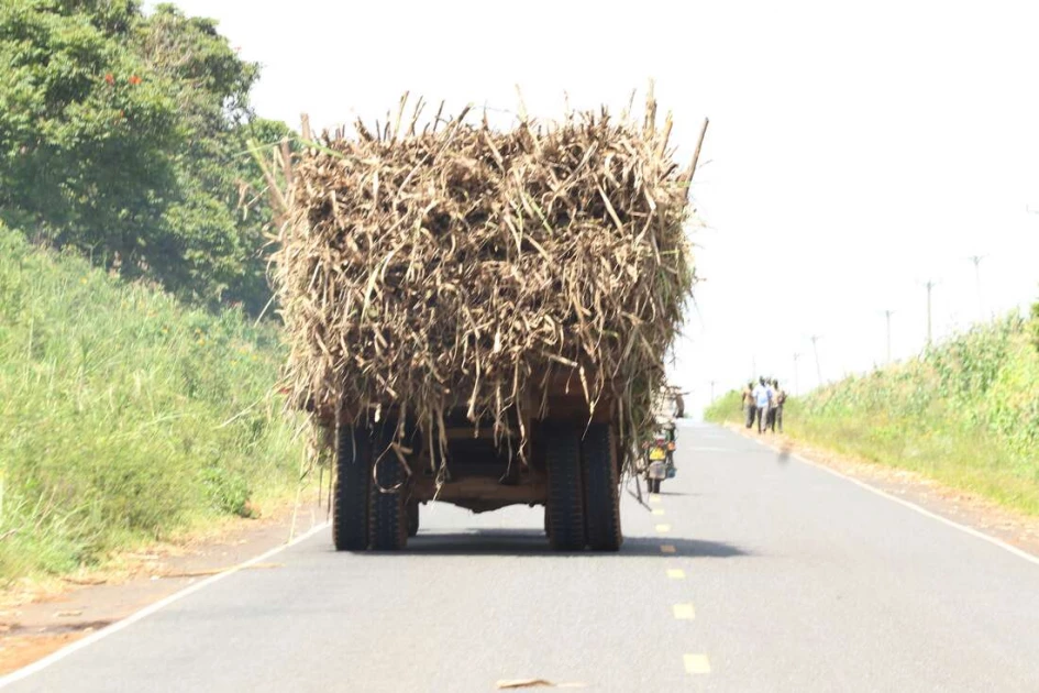 Man crushed to death while trying to steal sugarcane from moving truck