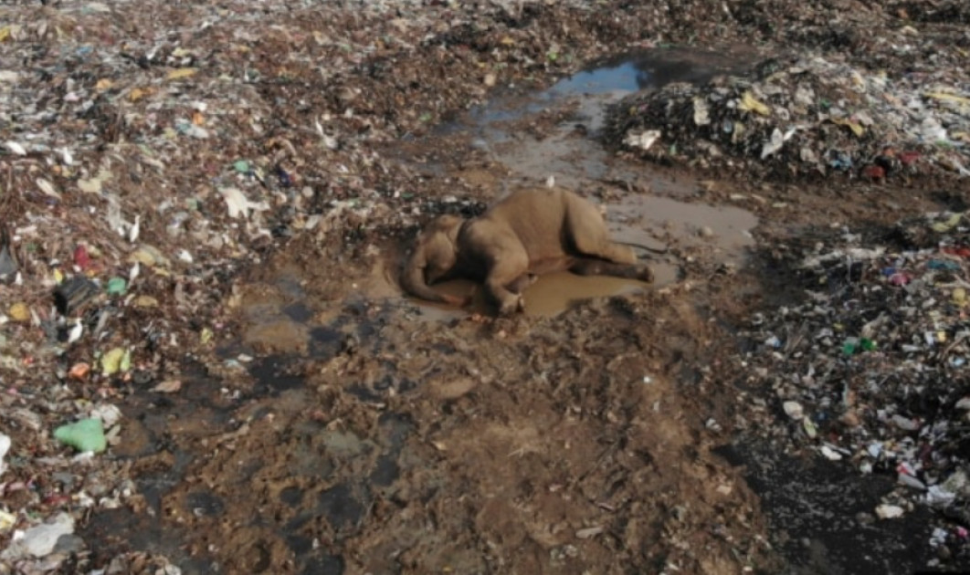 Elephants dying from eating plastic waste in Sri Lankan dump