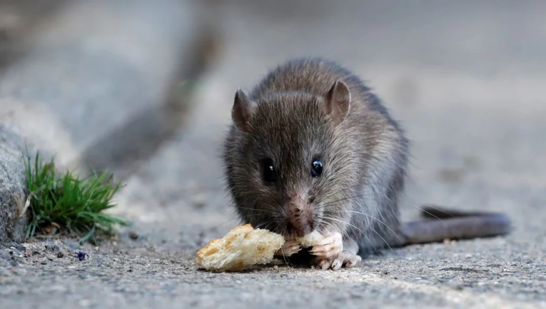 Can humans and rats live together? Paris is trying to find out
