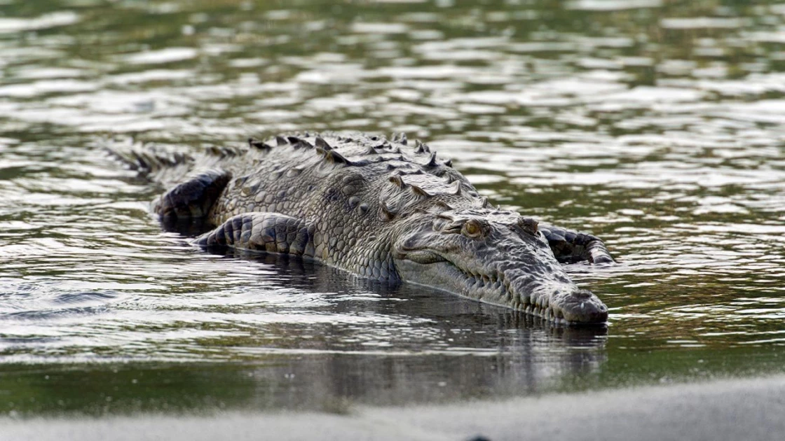 Makueni man killed by crocodile while crossing Athi River 