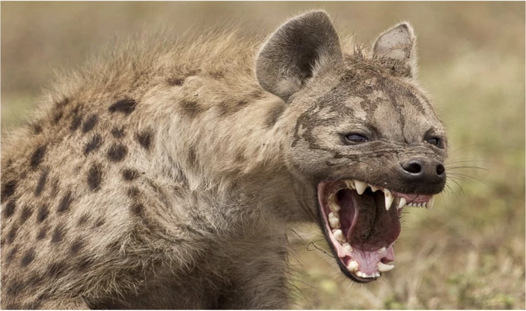 hyena eating elephant