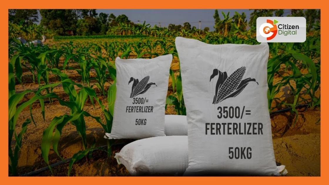 Uasin Gishu, Trans Nzoia, Nakuru lead in uptake of subsidised fertiliser; 3 million bags sold so far