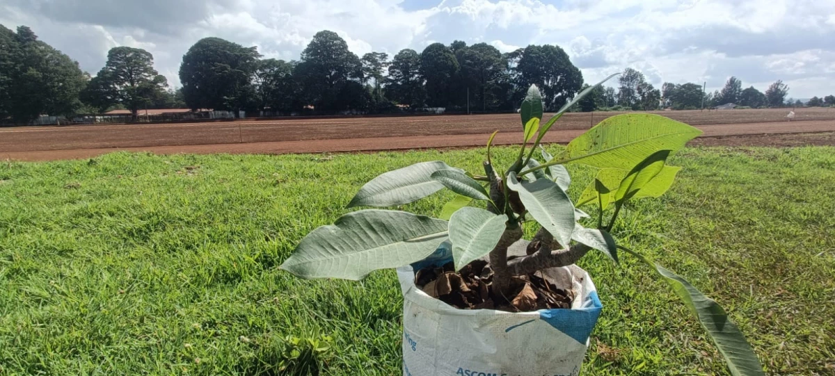 Greening of Eliud Kipchoge Sports Complex Begins Ahead of Talanta Hela Competition