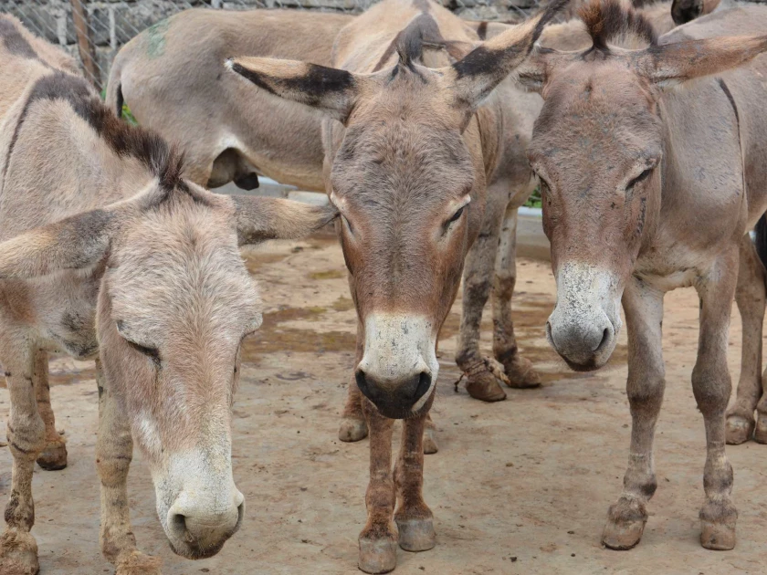 Alarm as external demand for donkey skins leads to rising cases of theft, decline in numbers