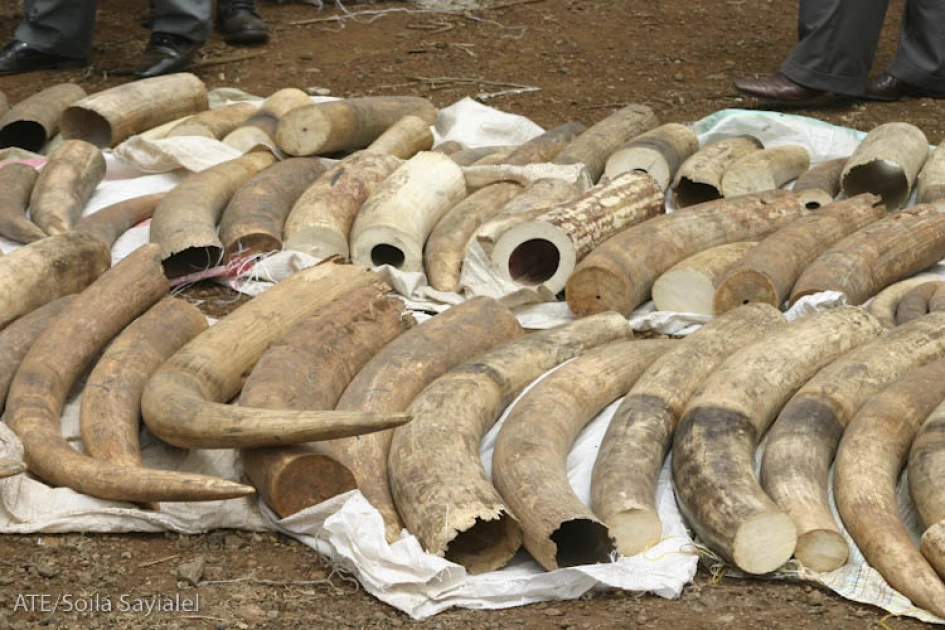 Two men sentenced to 7 years in jail for trading Ksh.3.4 M ivory