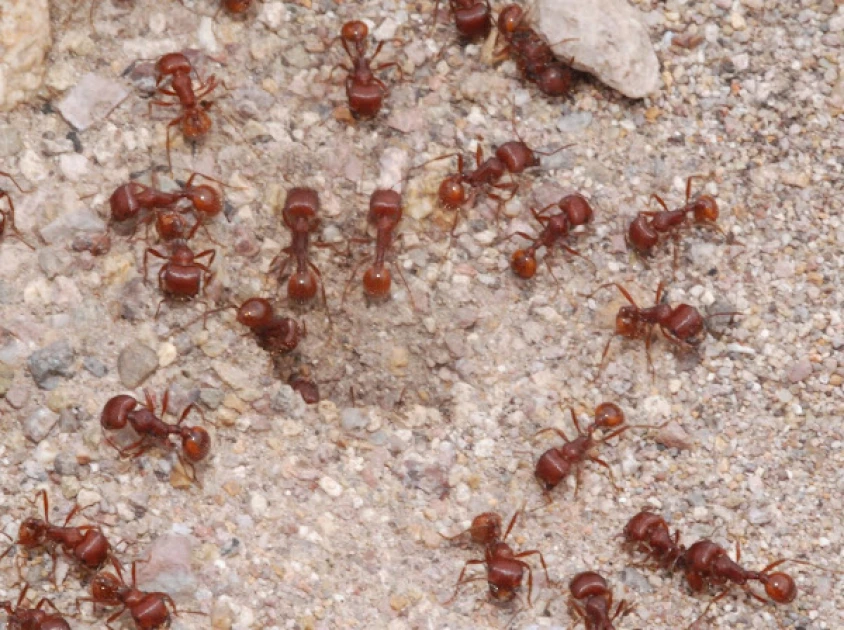 Nairobi: Man, wife charged with trying to export ants to China and France