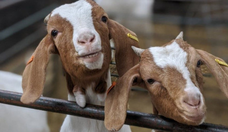 In the heart of Eldoret, one farmer ditches maize farming and looks to goat milk business to earn a living