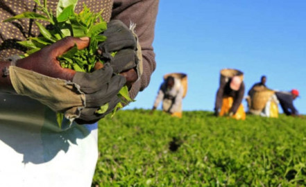 KTDA to drop suits challenging tea reforms
