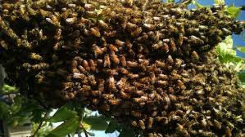 88-year-old man dies after being attacked by bees in Bungoma