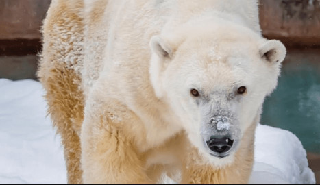 Oldest polar bear in human care in North America dies at Milwaukee zoo